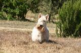 SCOTTISH TERRIER 265